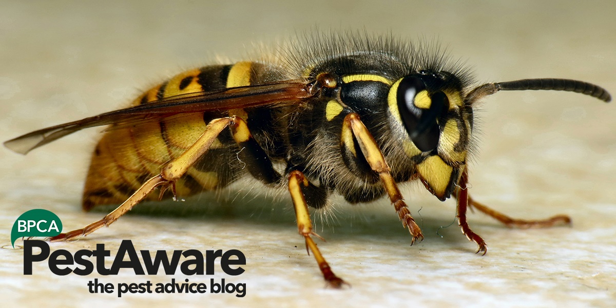 Changes in wasp numbers Changes in wasp numbers